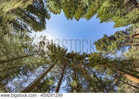 Old Huge Sequoia Trees In The Sequoia Tree National Park In Californien, Usa