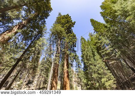 Old Huge Sequoia Trees In The Sequoia Tree National Park In Californien, Usa