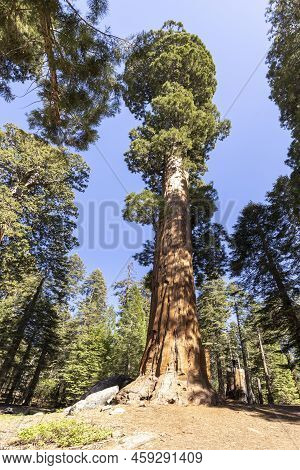 Old Huge Sequoia Trees In The Sequoia Tree National Park In Californien, Usa