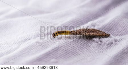 Wall Moth Larvae, Or Clothing Moths, Feed On Fur, Wool, Dead Skin Fragments, Hair And Paper. Pierces