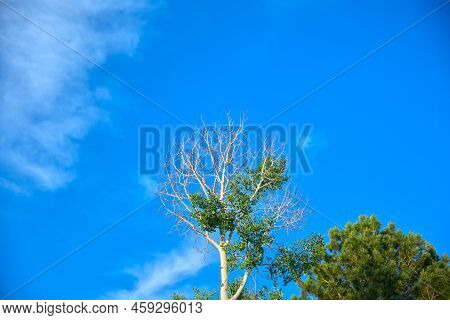 Old Tree With Dead Dry Bold Branches And Partly Fresh Green Leaves Against A Bright Blue Sky In Summ