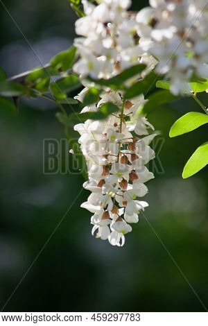 Acacia Flower, Honey-bearing Flowers For The Apiary. Flowers Rich In Nectar.