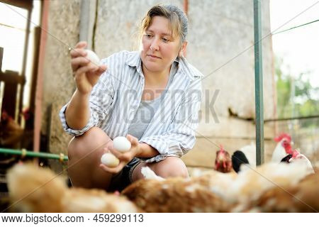 Cute Woman Farmer Collecting Fresh Organic Eggs On Chicken Farm. Floor Cage Free Chickens Is Trend O