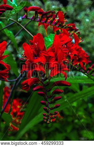 Branch With Crocosmia Lucifer Flowers On A  Background Of Green Leaves, Picture Of This Crocosmia  W