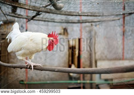 Rooster Is Walking In The Farm Coop. Floor Cage Free Chickens Is Trend Of Modern Poultry Farming. Sm