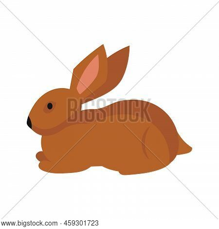 Rabbit Hare 矢量图和照片(免费试用) | Bigstock