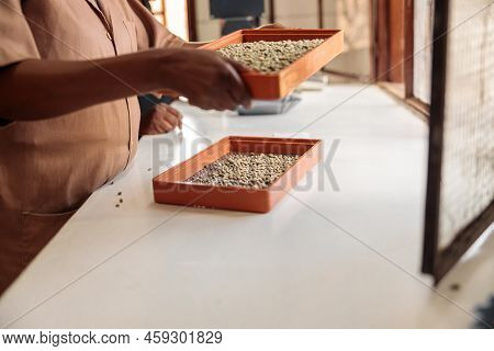 Woman Making A Selection Of Coffee Beans By Fineness Using Two Sieves