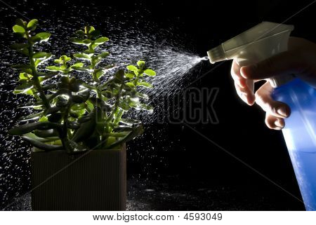 Molhar plantas