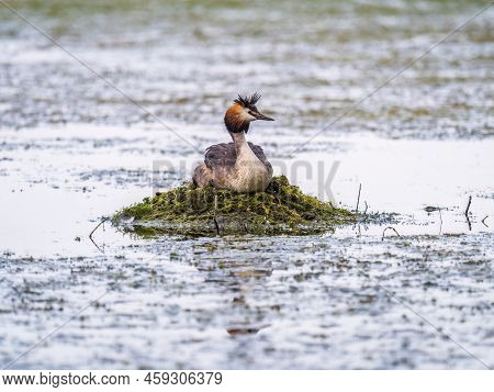 Great Crested Grebe, Podiceps Cristatus, Water Bird Sitting On The Nest, Nesting Time On The Green L