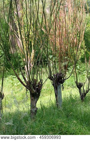 Osier Willow Bed, Salix Species, With Growing Withy Stems Ready For Cutting With More Trees Blurred 