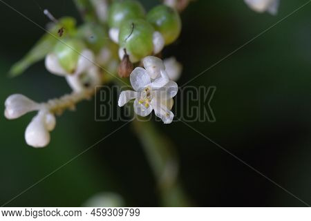 Pollia Japonica Flowers And Berries. Growing In Swampy Areas In Forests, White Flowers Bloom In Summ