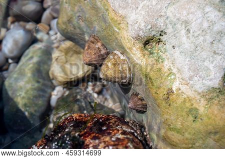 Edible Sea Water Molluscs Patella Caerulea, Species Of Limpet In Family Patellidae