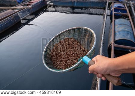 Aquaculture Farmers Hand Hold Food For Feeding Fish In Pond In Local Agriculture Farmland.fish Feed 