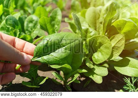 Green Spinach Growing In The Garden On A Vegetable Farm. Healthy Food In Your Own Kitchen Garden