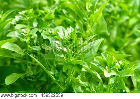 Flowering Of The Spinach Plant On A Field. Leaves Leaf Leaf Green In Rows, Agriculture.