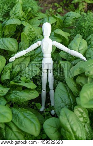 Wooden Mannequin On Lettuce Leaves. Harvesting. Selective Focus. Vertical Photo