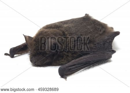 The Common Bent-wing Bat, Schreibers\' Long-fingered Bat, Or Schreibers\' Bat (miniopterus Schreiber