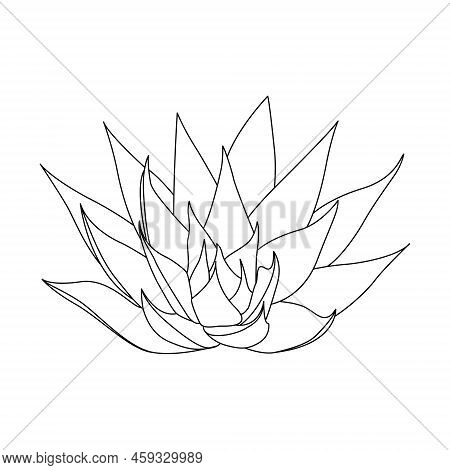 Vector Hand Drawn Botanical Aloe Vera. Vector. Isolated Background.