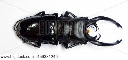 Beetle Isolated On White. Large Stag Beetle Odontolabis Intermedius From Philippines Close Up . Luca