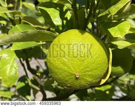 Fruits Of The Bergamot Orange (citrus X Limon, Syn. Citrus Bergamia), Bergamotte, Zitrusfruchte (zit