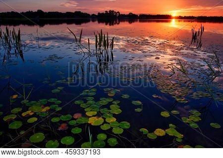 Sun Rising Over Pickerel Plants And Small Lily Pads On South Lake Conway Near Orlando, Florida