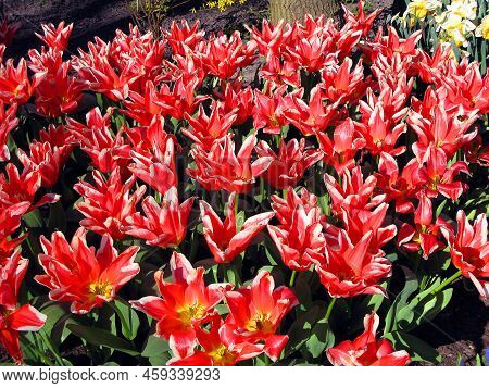 The Texture Of Red-white Tulips Of An Unusual Shape Like Stars, A Lot Of Red Tulip Flowers, A Large 