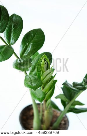 Indoor Plant Zamioculcas Zamifolia, Zanzibar Gem, Zz Plant. Young Stem Home Plant On White Backgroun