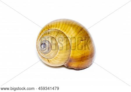 Image Of Brown Spiral Sea Shell On A White Background. Undersea Animals. Sea Shells.