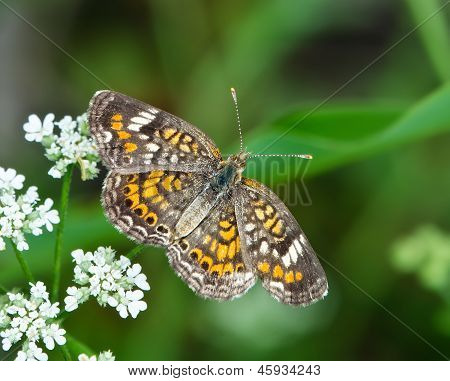 Phaon 초승달 나비 (Phyciodes phaon)