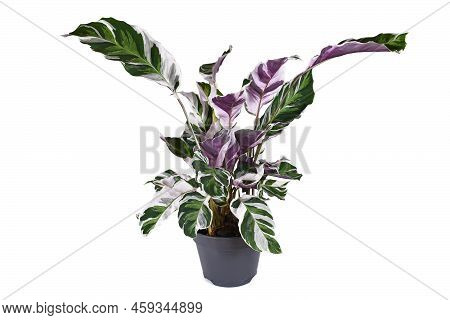 Exotic Houseplant With Botanic Name 'calathea White Fusion'  In Flower Pot On White Background