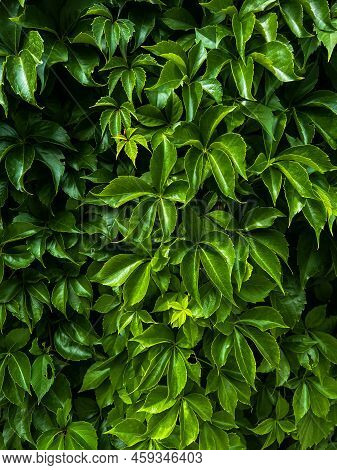 Wall Of Beautiful Bright Green Grape Leaves