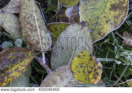 Autumn Yellow Leaf On A Branch In The Needles Of Frost. Morning Frost. Rime. Late Autumn.