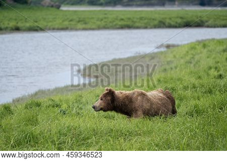 An Alaskan Brown Bear Along Mikfik Creek In Mcneil River Game Sanctuary And Refuge