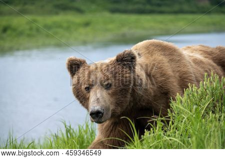 Alaskan Brown Bear Walking Along The Shore Of Mikfik Creek In Mcneil River State Game Refuge And San