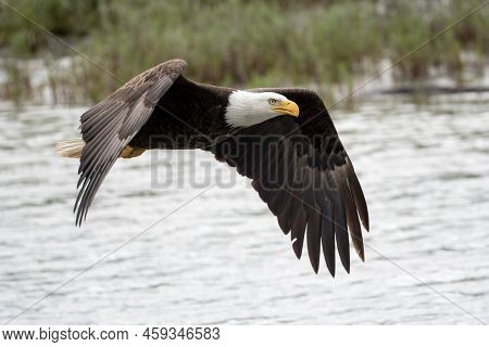Bald Eagle In Flight In Mcneil River State Game Sanctuary And Refuge In Alaska