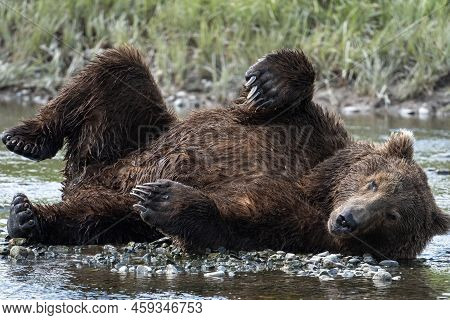 Alaskan Brown Bear Rolling While Resting Along The Shore Of Mikfik Creek In Mcneil River State Game 