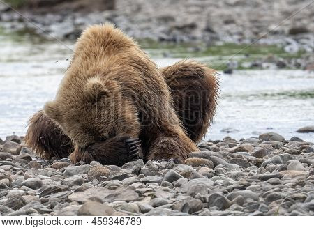 Alaskan Brown Bear Uses Its Paw To Cover Its Face While Resting Along The Shore Of Mikfik Creek In M