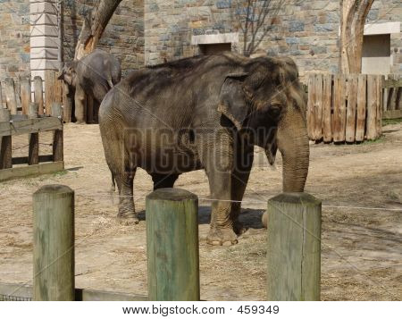 Elefant