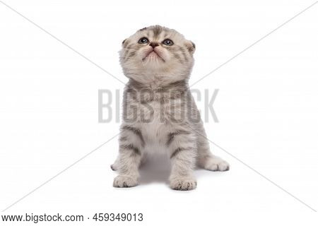 Cute Scottish Fold Little Kitten Isolated On A White Background.