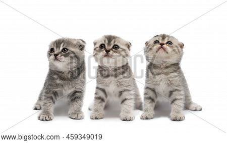Cute Scottish Fold Little Kittens Isolated On A White Background.