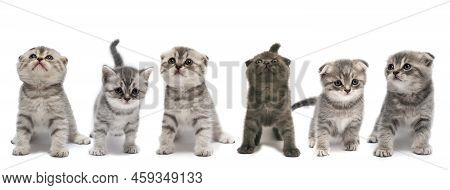 Cute Scottish Fold Little Kittens Isolated On A White Background.