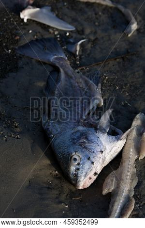 Dead And Gutted Fish Lay On The Sands Of A Inter-coastal Channel Shore