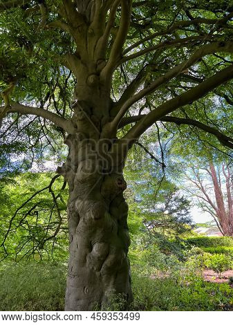 Beautiful Tall Tree With Green Leaves In Park, Low Angle View