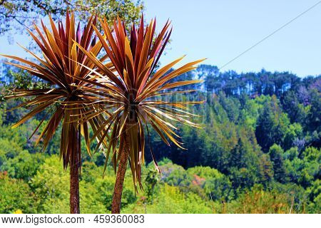 Cordyline Fruticosa Plant On An Aoutdoor Patio At A Residential Backyard Taken In The Berkeley Hills