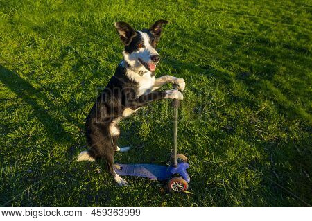 A Cheerful Border Collie Dog Rides A Scooter. Banner With Space For Text. Dog Driving A Scooter And 