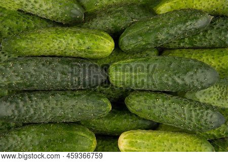 Texture Of Ground Cucumbers - Top View And Close-up On A Pile Of Green Cucumbers