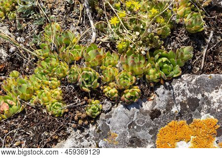Sempervivum Tectorum, Common Houseleek. Perennial Plant Growing In Flower Pot. Sempervivum In Nature