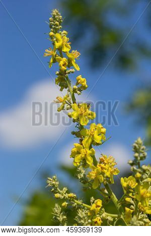 Mullein Verbascum In A Natural Environment Of Growth. Plant Is Highly Valued In Herbal Medicine, It