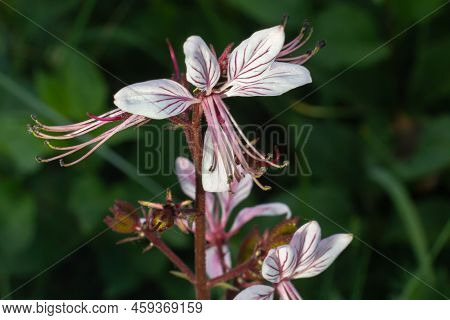 Burning-bush, Dictamnus Albus. Dictamnus Is A Genus Of Flowering Plant In The Family Rutaceae