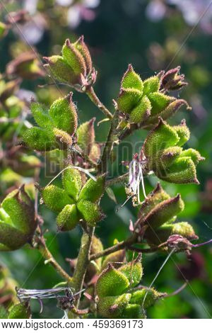 Seeds On Stalks Dictamnus Albus Is A Genus Of Flowering Plant In The Family Rutaceae. The Flowers Wh